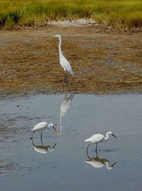 istock White egrets and heron are reflected in Acadia marsh 104262881