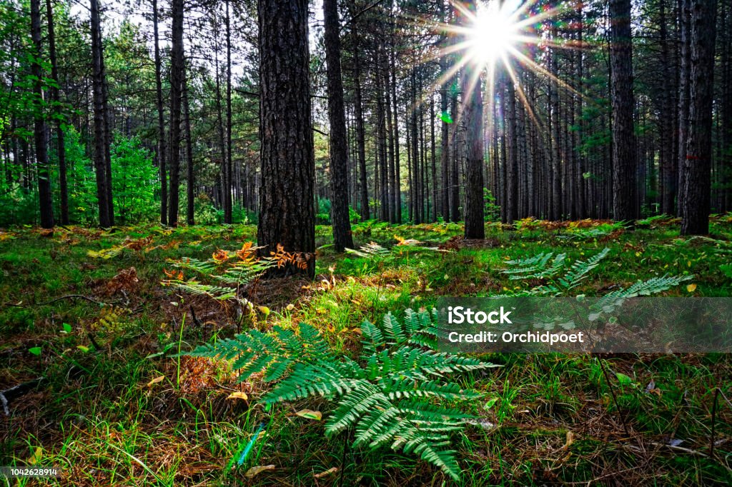 Sunlight in Pine Forest Sunset with sun burst in green coniferous forest in Northern Ontario near Sudbury, Canada Sudbury - Canada Stock Photo
