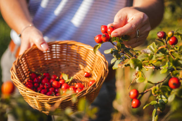 woman picking berries of rose hip to wicker basket - dogrose imagens e fotografias de stock