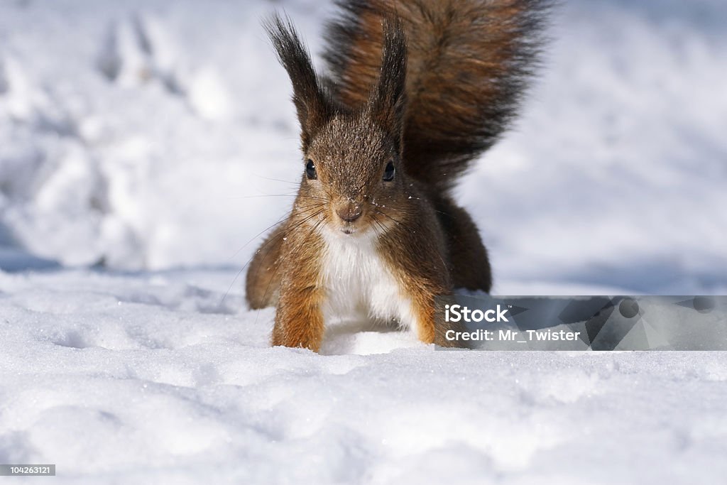 Curious squirrel Closeup of red squirrel posing at the park Animal Stock Photo