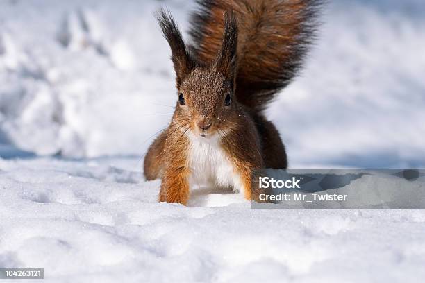 Curious Squirrel Stock Photo - Download Image Now - Animal, Animal Wildlife, Animals In The Wild