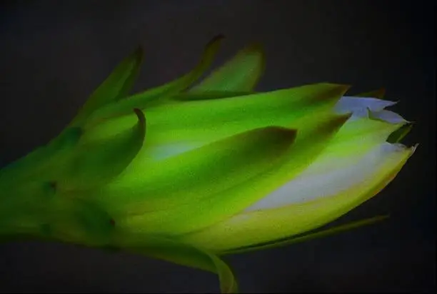 Cactus Flower