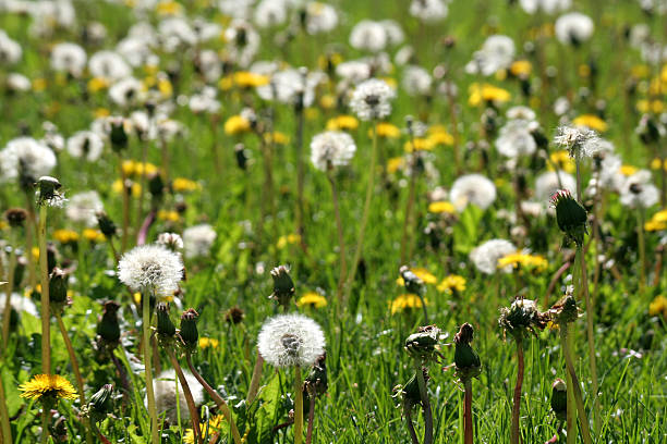 dente di leone in primo piano - 4739 foto e immagini stock