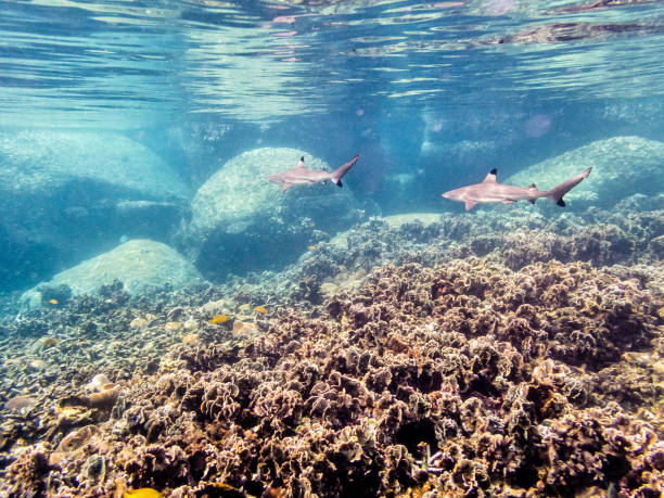 Underwater photos of Blacktip Reef Shark
