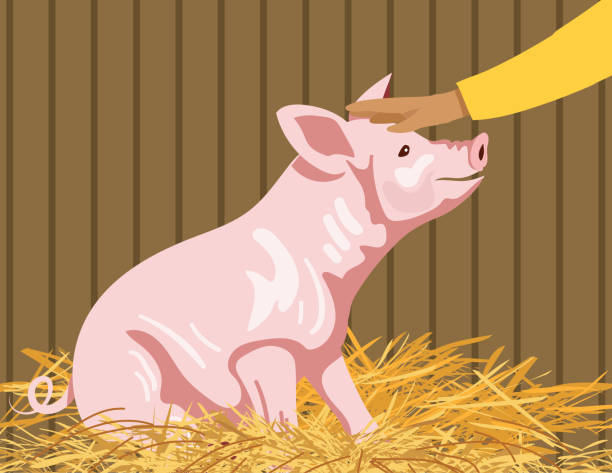 Cartoon Pig In His Straw Bed On A Farm Cartoon Pig In His Straw Bed On A Farm bed of hay stock illustrations