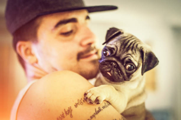 Pug,Puppy,man,tattoo,fun