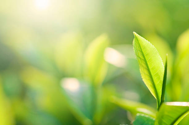 istock Close-up of a green tea plant's leaf 104263861