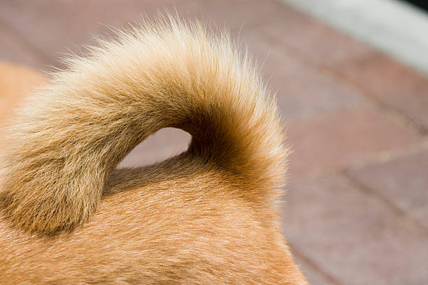 Fluffy tail of a red dog standing on the sand of the sea coast