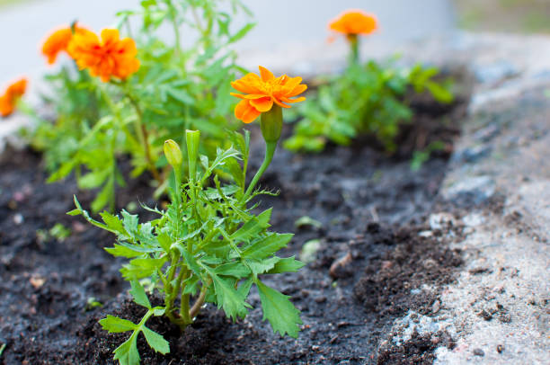 Tagetes or genus flowers planted and watered stock photo