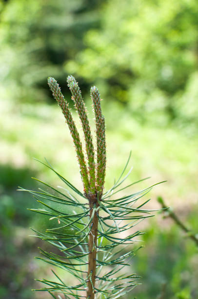 pine blossom. spring forest stock photo