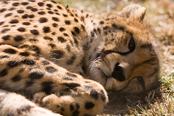 Relaxed Cheetah stock photo