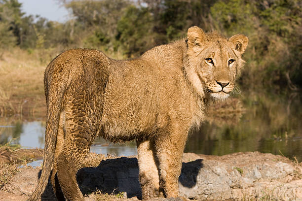 Lion stock photo