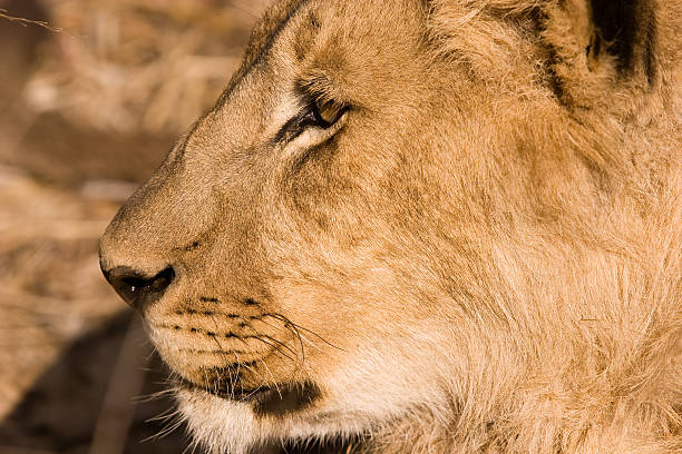 Lion stock photo