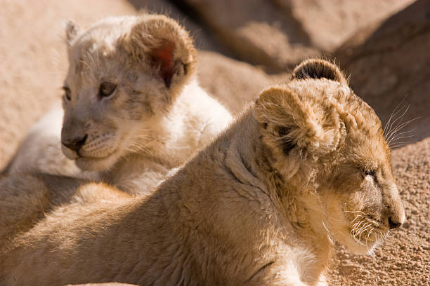 Two Lion Cubs stock photo