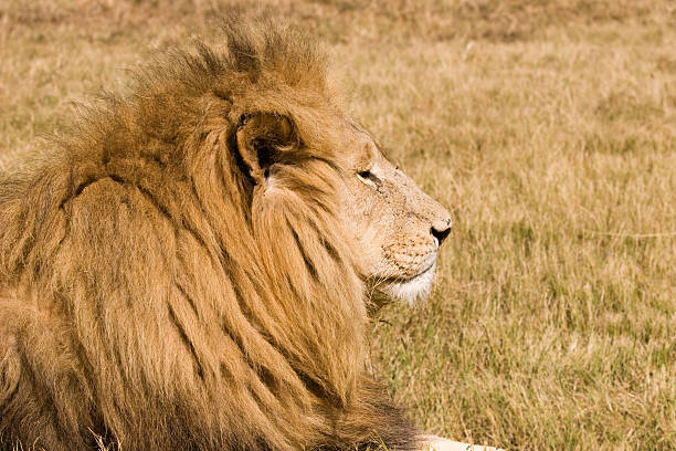 Big Male Lion stock photo