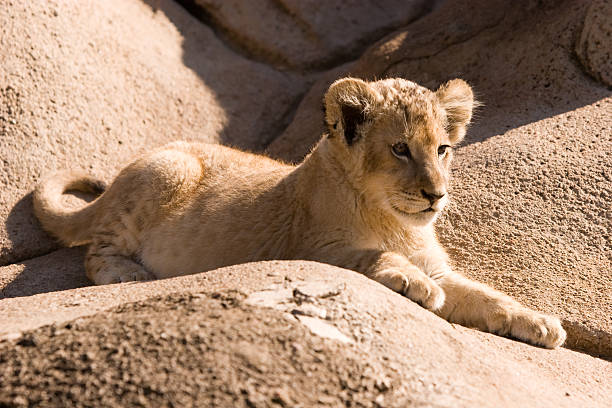 Lion Cub on Rocks stock photo