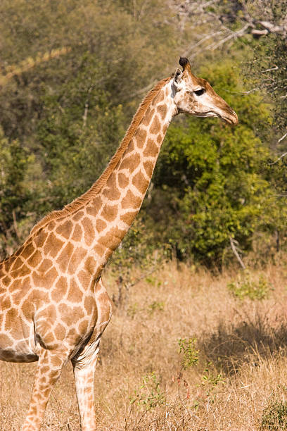 Giraffe stock photo