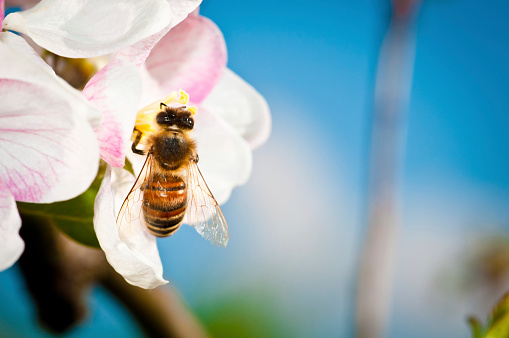In the spring, active work begins for honey bees