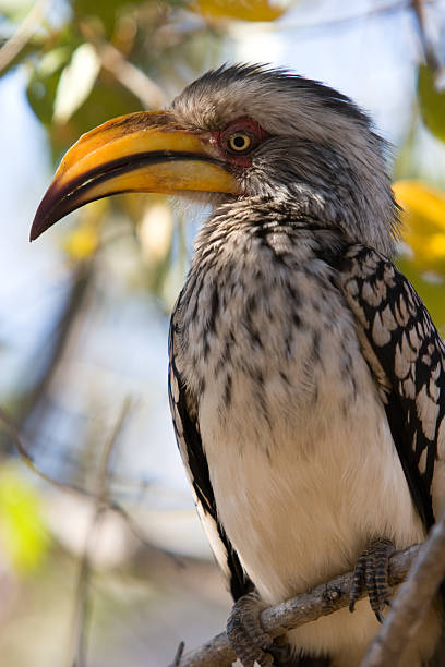 Yellow-billed hornbill stock photo