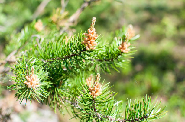 beaufiful pine branches in spring stock photo
