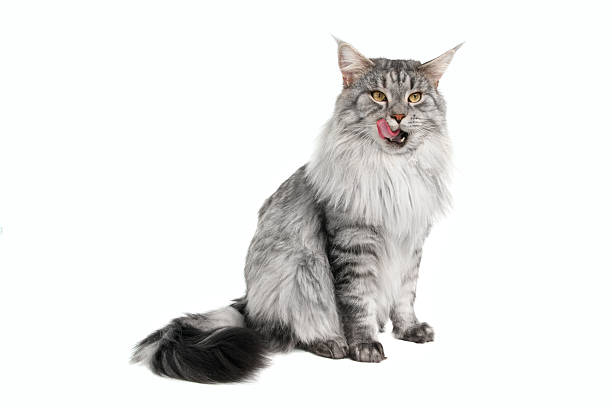 grey maine coon cat  purebred cat stock pictures, royalty-free photos & images