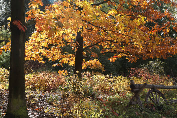 autumn colors in the forest stock photo