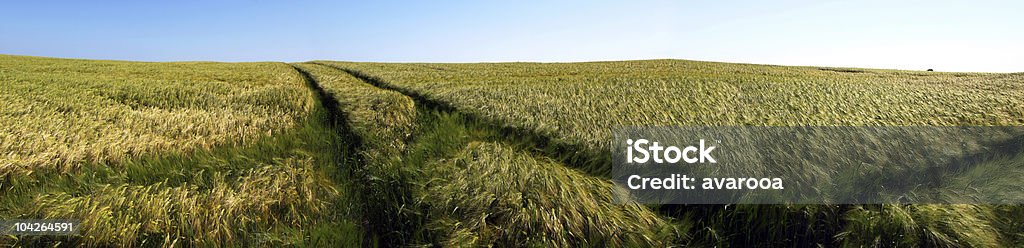 Panorámica del campo de cebada - Foto de stock de Agricultura libre de derechos
