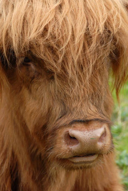 istock Highlands cow in Scotland 1042646494