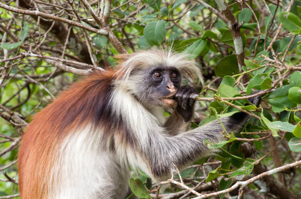 istock A monkey eats a tree branch. Kirk's red colobus. Africa, Zanzibar 1042646920