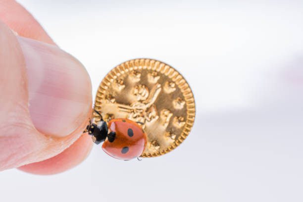 Beautiful photo of red ladybug walking on a fake coins
