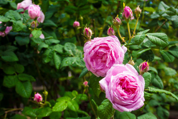 rosa centifolia (rose des peintres fleur gros plan) - hybrid tea rose photos et images de collection