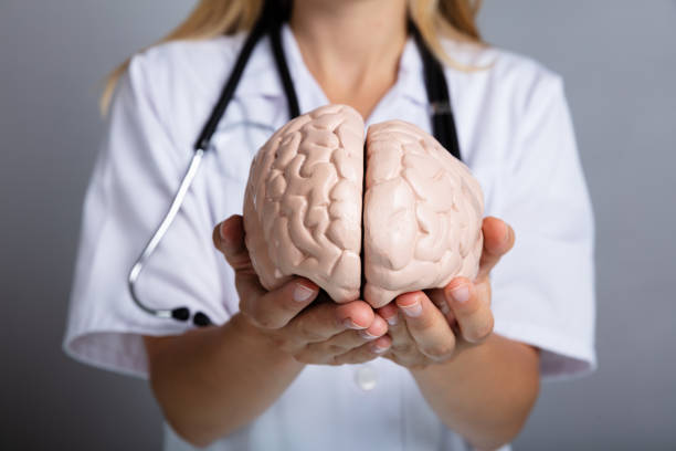 istock Doctor Holding Human Brain Model 1042650972