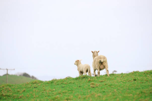 istock Sheep in the pasture 1042651304