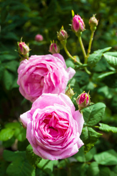 rosa centifolia (rose des peintres fleur gros plan) - hybrid tea rose photos et images de collection