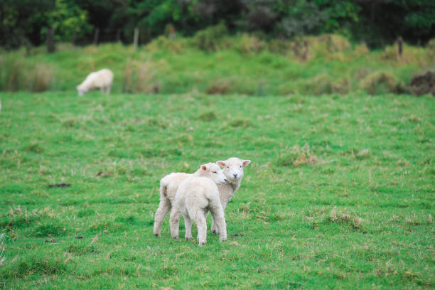 istock Sheep in the pasture 1042651678