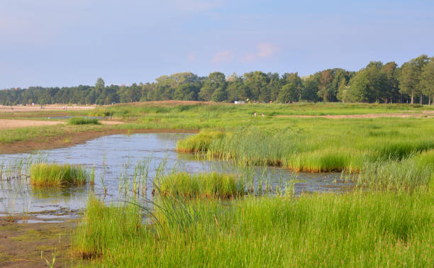 istock Swamp with thickets of sedge. 1042653164