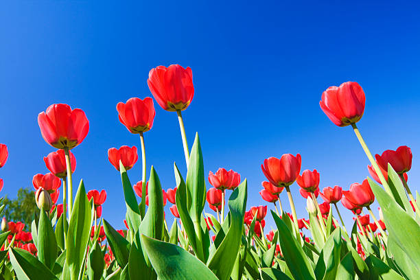 istock red tulips against the blue sky 104266079
