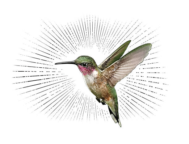 ilustrações de stock, clip art, desenhos animados e ícones de ruby throated hummingbird flying - throated