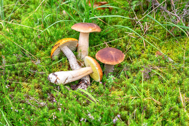 istock Forest edible mushrooms with brown caps 1042661476