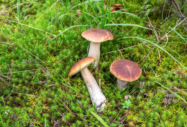 istock Forest edible mushrooms with brown caps 1042661478