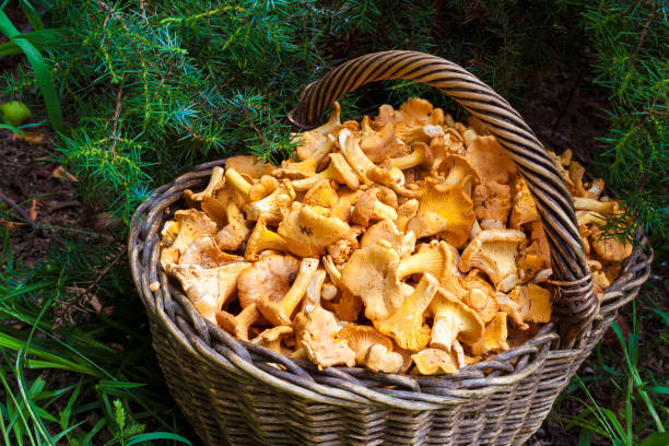 istock Wicker basket with wild mushrooms chanterelles 1042662072