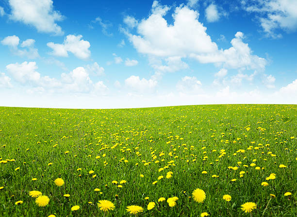istock field of spring flowers and perfect sky 104266337