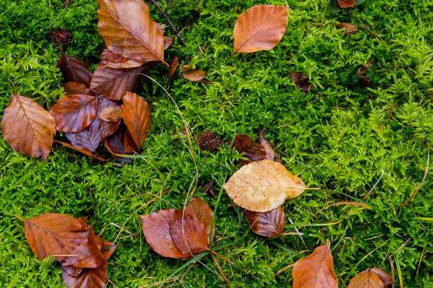 istock autumnal leaves on the green moss 1042674400