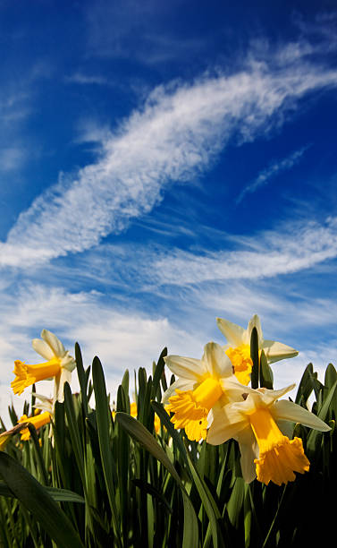 istock Closeup of daffodils against a blue sky 104267792
