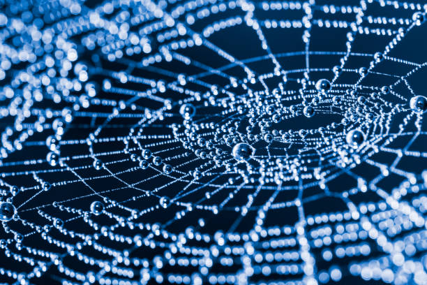 istock Glittery spiderweb with pearls from dew droplets close-up 1042681074