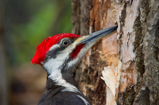 Red-breasted Sapsucker on a tree trunk