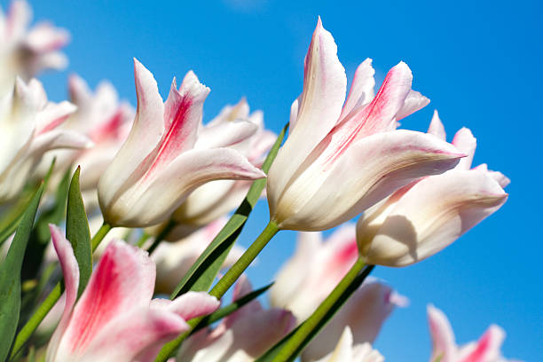 White tulips and sky stock photo