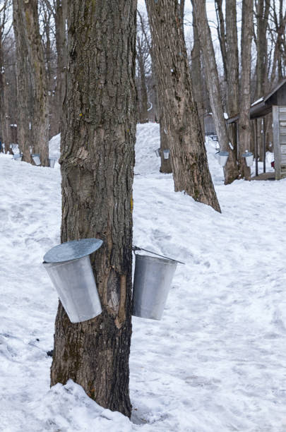 istock Harvest buckets at sugar shack 1042687760