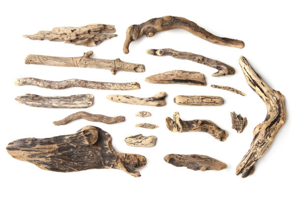 istock Set of driftwood isolated on white background. 1042688994