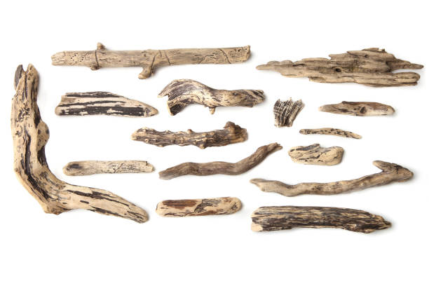 set di legni isolati su sfondo bianco. - driftwood wood isolated old foto e immagini stock